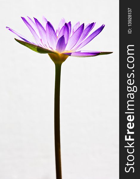 Blue lotus on white background