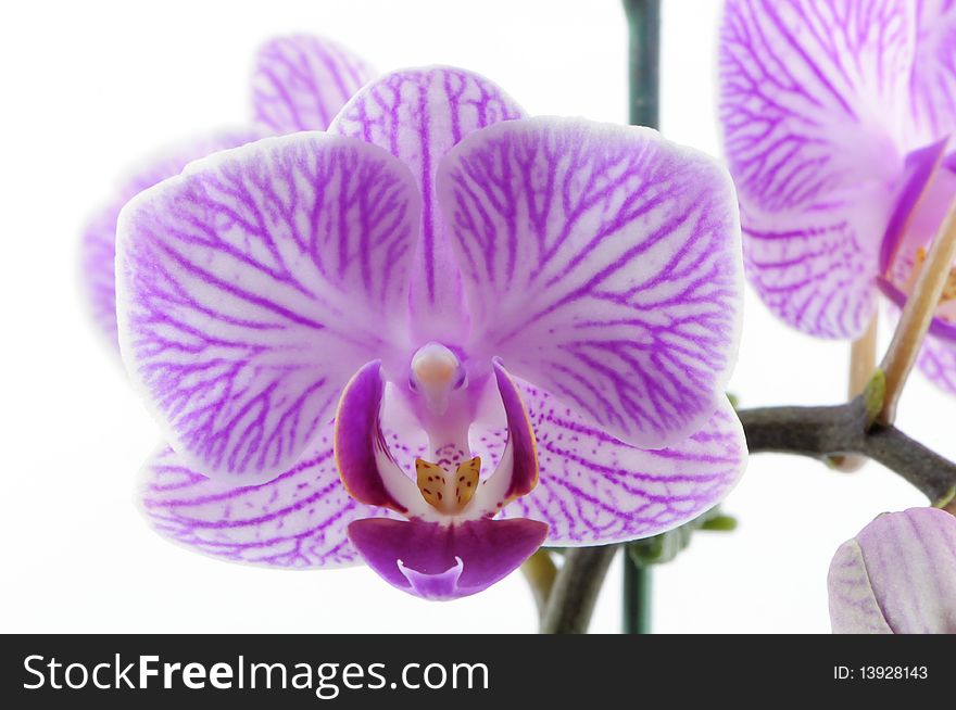 Single purple orchid with white pattern isolated on white background photo taken:2010/04/19