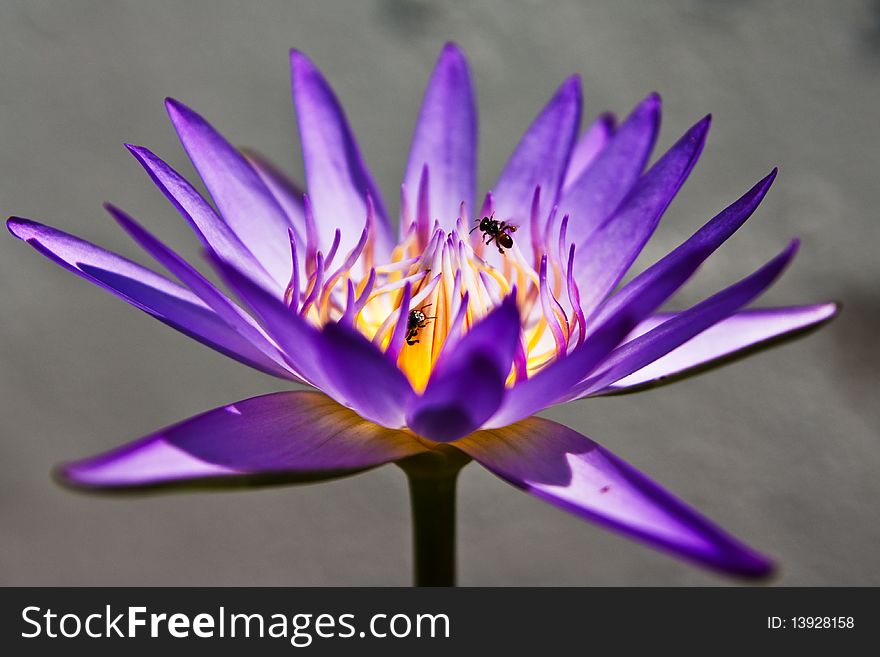 Blue lotus and small bugs