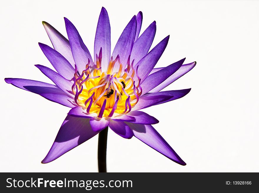 Blue lotus on white background