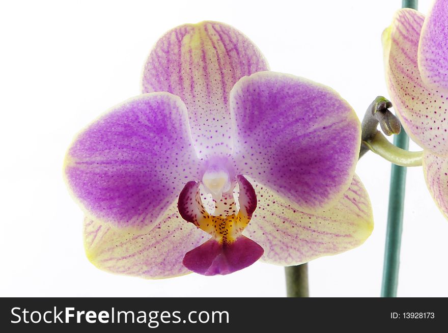 Single yellow orchid with purple spot