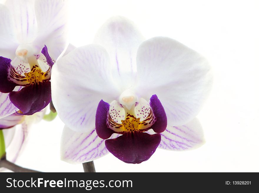 Single white orchid with purple pattern