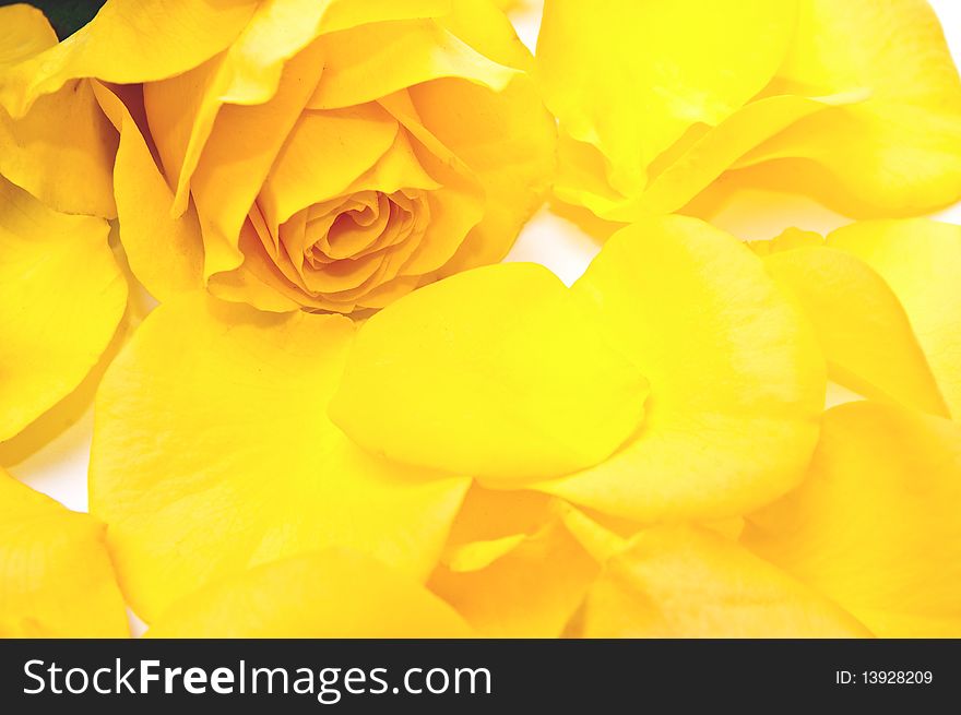 One rose and yellow petals. Isolated on white