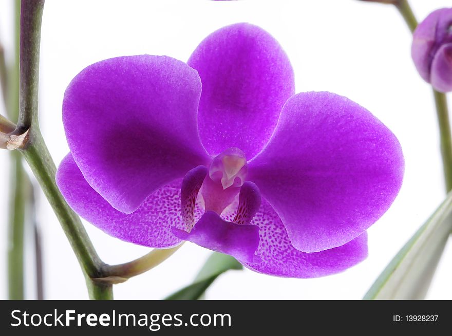 Single purple orchid with white spot isolated on white background photo taken:2010/04/19