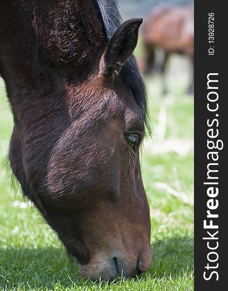 Close-up of a horse eating grass