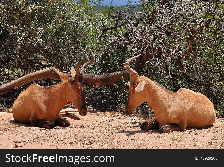 Pair of red hartebeest