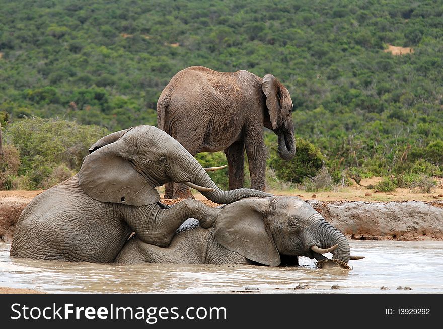 Young Elephants Romping Hapilly At Watering Place