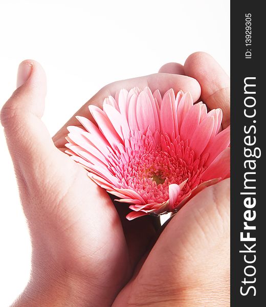 Pink flower on hands over white background. Pink flower on hands over white background