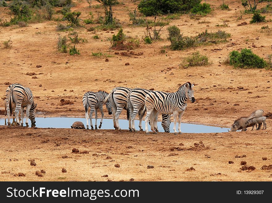 Burchell's zebra at watering place