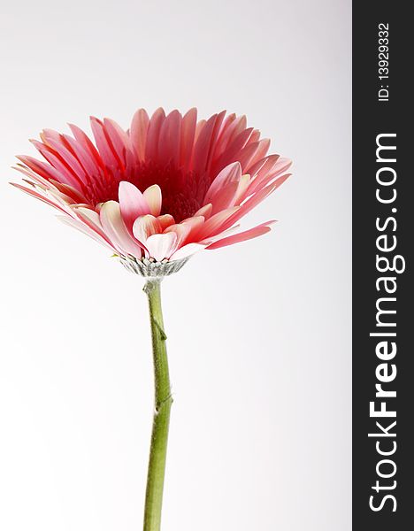 Pink flower with stem over white background