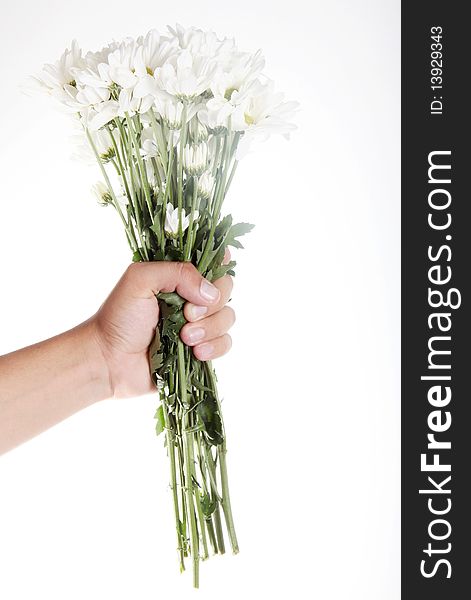 Hand with some white flowers over white background. Hand with some white flowers over white background