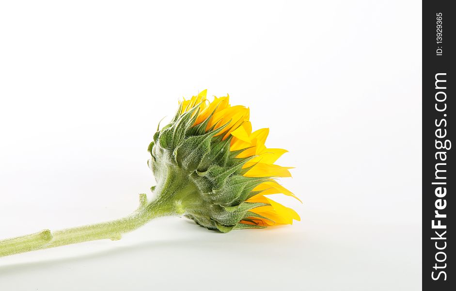 Yellow sunflower over white background. Stem and petals