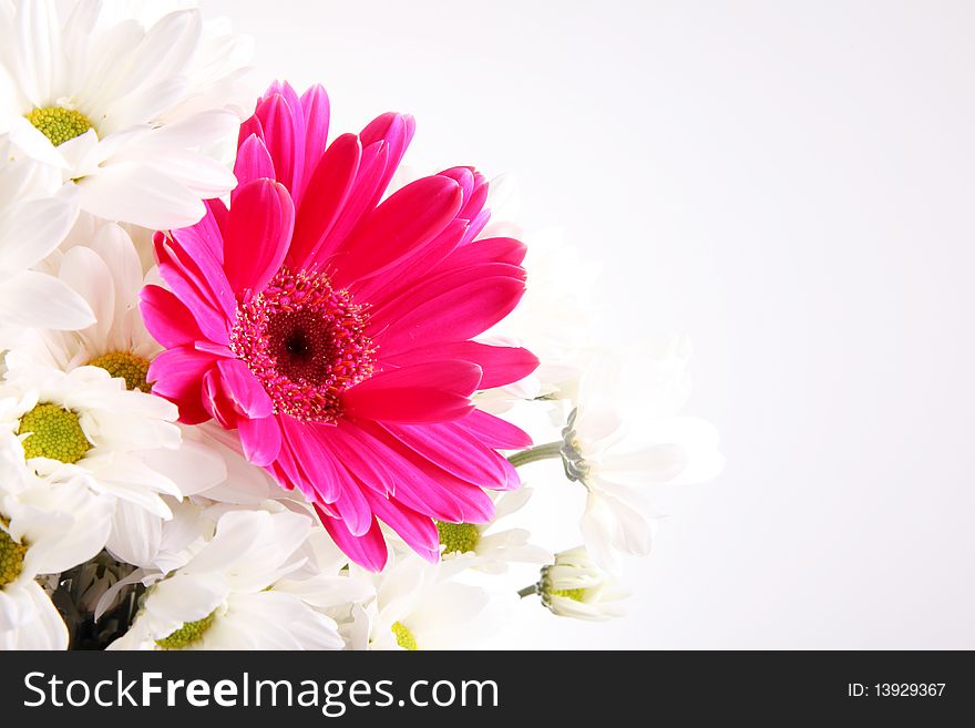 Purple and white flowers over empty background, Nature image