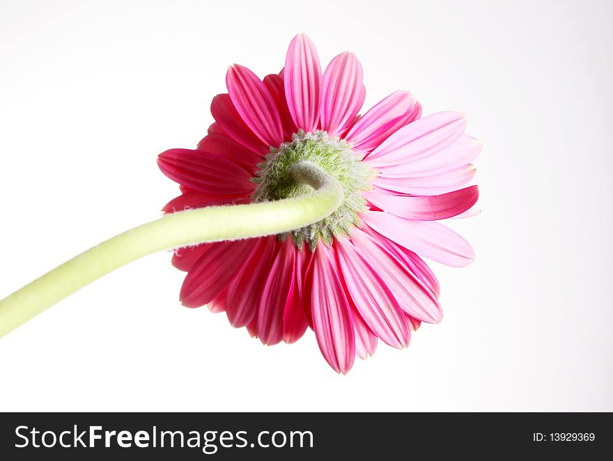 Pink flower over white background. beauty image