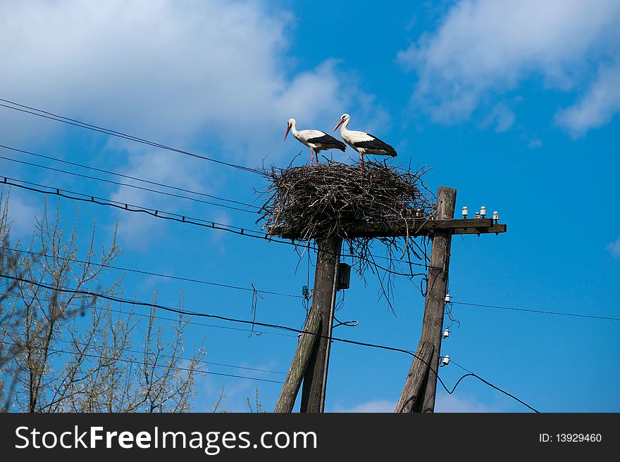 Couple of storks in their nest on the electric pole. Couple of storks in their nest on the electric pole