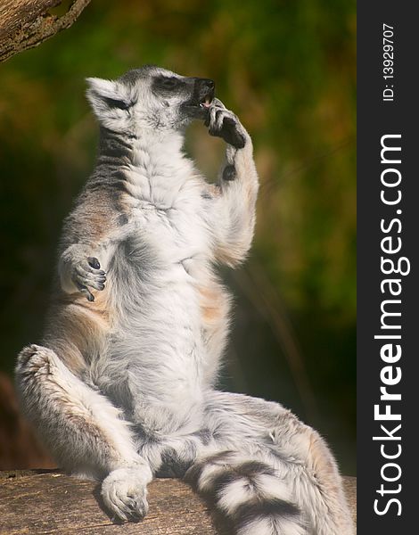 Lemur sitting on a tree body