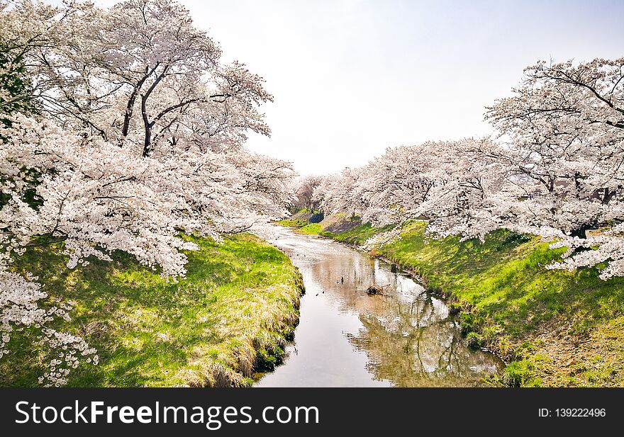 Full bloom of cherry blossom or Sakura flower along river at Fujitakawa, Fukushima, Tohoku, Japan. Full bloom of cherry blossom or Sakura flower along river at Fujitakawa, Fukushima, Tohoku, Japan