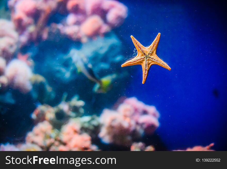 An orange starfish beautifully surrounded with a blue background. Fish can be barely seen. Coral reefs are visible aswell. An orange starfish beautifully surrounded with a blue background. Fish can be barely seen. Coral reefs are visible aswell