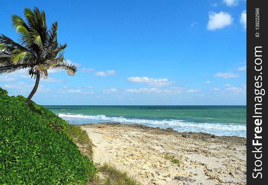 The palm trees sway under the tropical sun on a barrier reef island. The palm trees sway under the tropical sun on a barrier reef island.