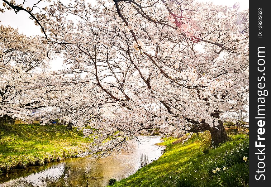 Full bloom of cherry blossom flower or sakura flower along small river in Fujitakawa, Fukushima, Tohoku, Japan. Full bloom of cherry blossom flower or sakura flower along small river in Fujitakawa, Fukushima, Tohoku, Japan