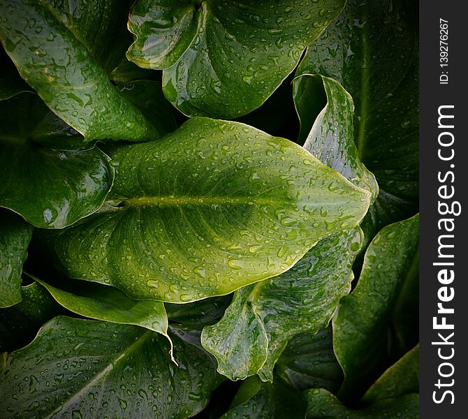 Green plant leaves texture in the garden