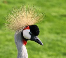 Head Of Grey Crowned Crane Stock Image Head Of Grey Crowned Crane Stock Image