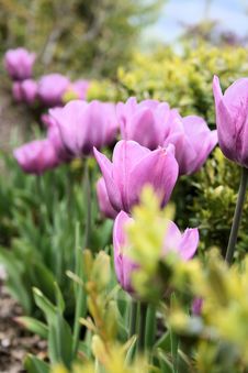 Purple Tulips Royalty Free Stock Photo