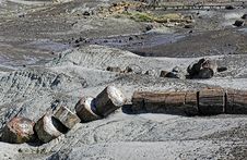 Petrified Forest Stock Photos