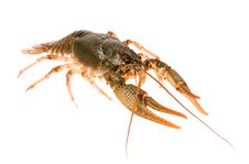 Crayfish Stock Photos