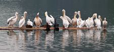 Pelicans Stand On A Bamboo Raft Royalty Free Stock Photos