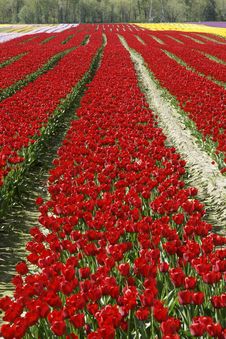 Rows Red Tulips Royalty Free Stock Photo