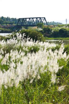 Vista Flowers Grass And Bridge Railway Stock Images Vista Flowers Grass And Bridge Railway Stock Images