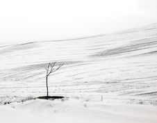 Lonely Tree Stock Photos Lonely Tree Stock Photos