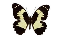 Papilio Euchenor Royalty Free Stock Image