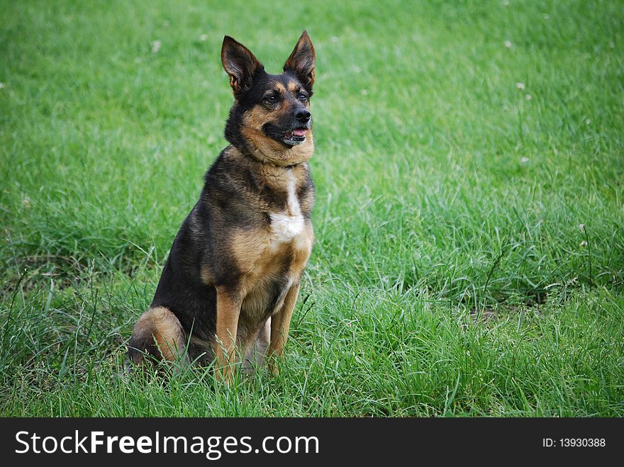 Dog in green grassy field in springtime. Dog in green grassy field in springtime