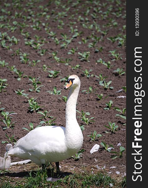 White Swan in an harvesting field