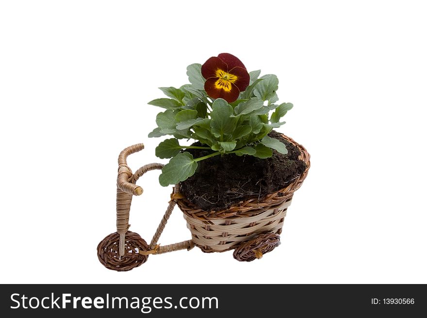 Bicycle and basket of pansies. Bicycle and basket of pansies