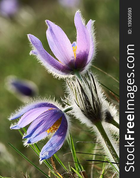 Flowers of pasqueflower
 on the meadow