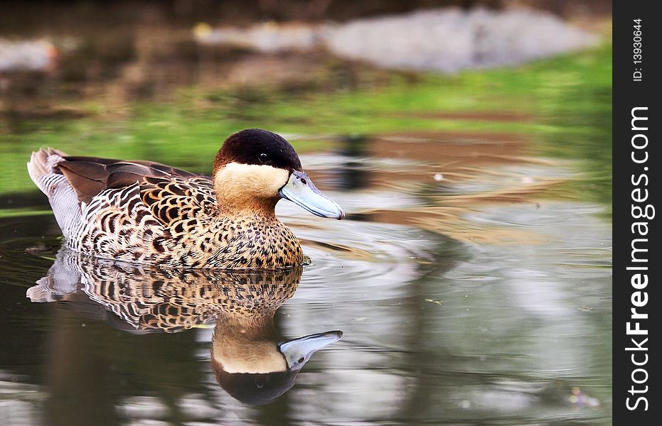 Silver Teal - Anas versicolor - floating on the level