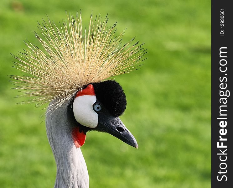 Head Of Grey Crowned Crane