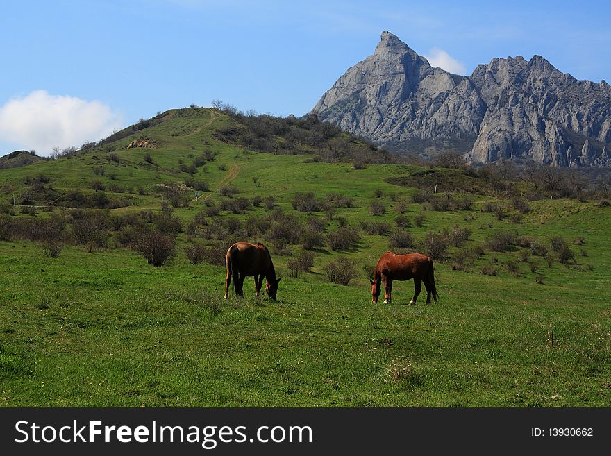 Horses graze at the foot of the mountain. In the distance rises a rocky mountain. Horses graze at the foot of the mountain. In the distance rises a rocky mountain