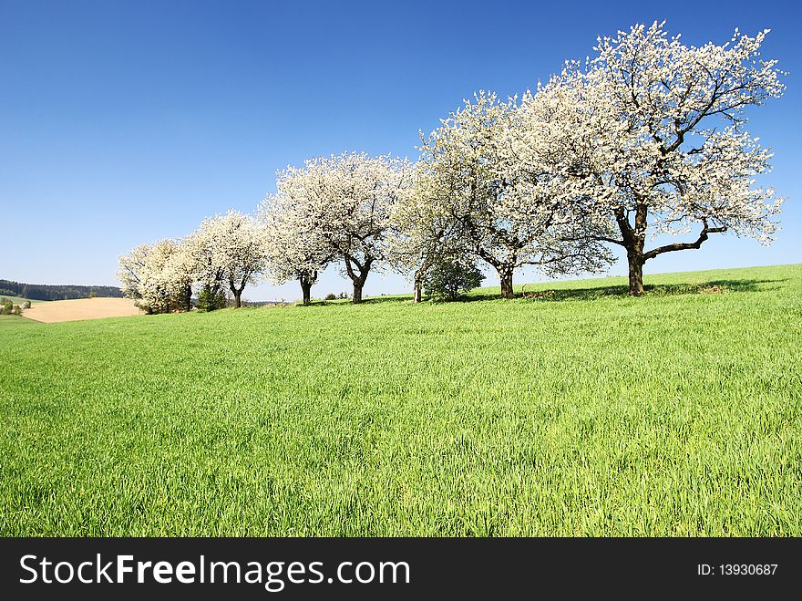 Alley Of Flowering Cherry-trees