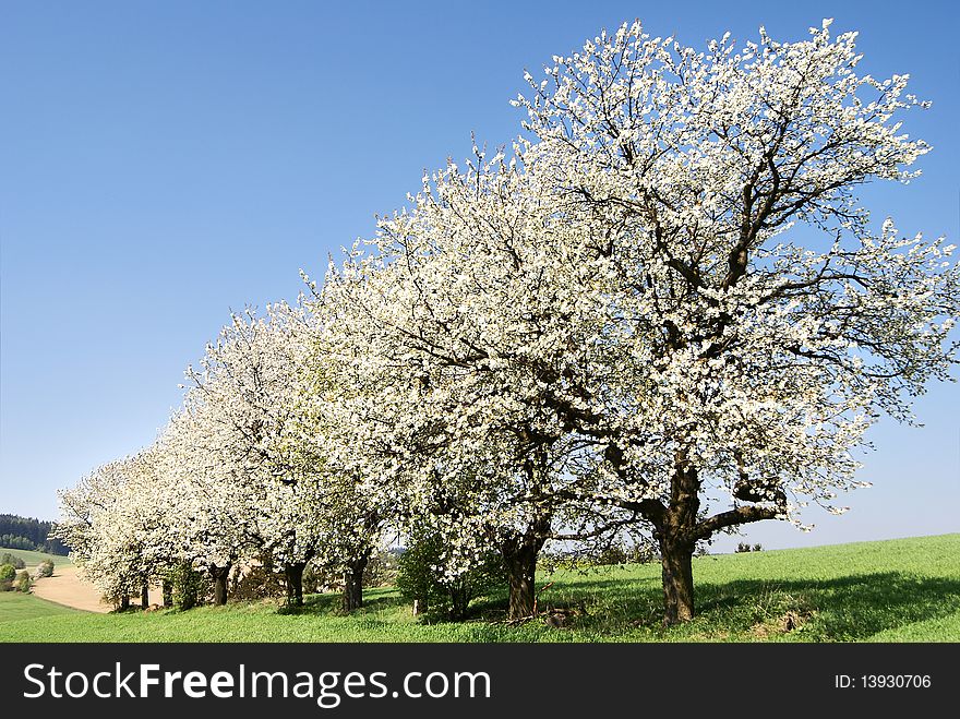 Alley Of Flowering Cherry-trees