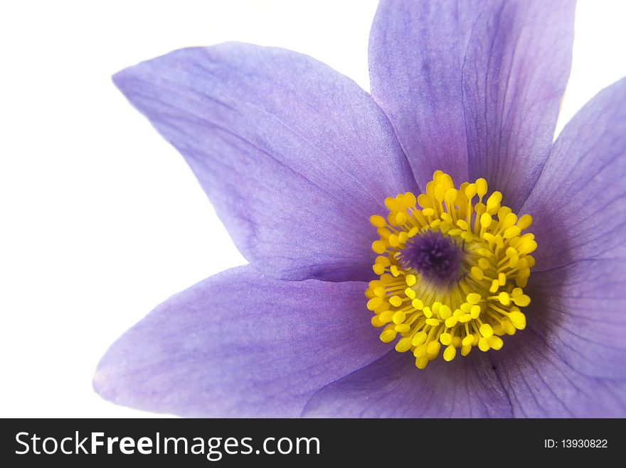 Close-up of pasqueflower, isolated on white. Close-up of pasqueflower, isolated on white
