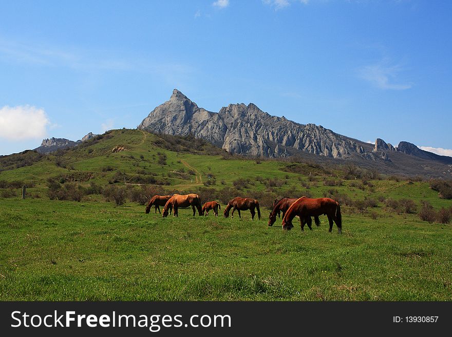 Horses graze at the foot of the mountain. In the distance rises a rocky mountain. Horses graze at the foot of the mountain. In the distance rises a rocky mountain