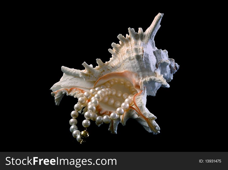 Pearl necklace and sea shell  isolated on black background