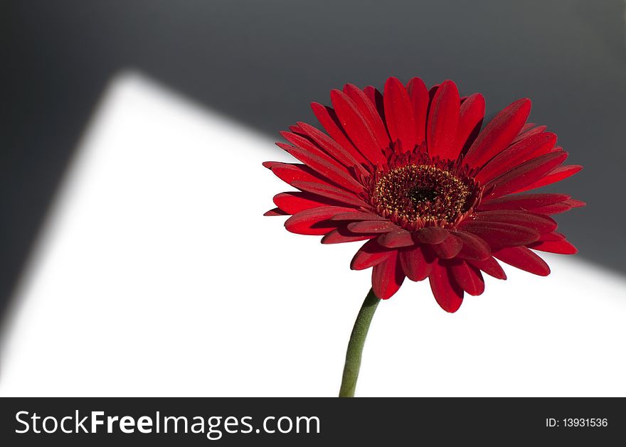 Dark red gerbera white grey background