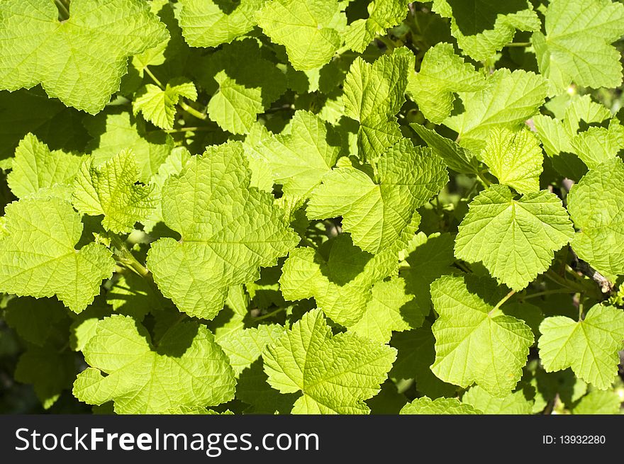 Green leaves background (summer background)