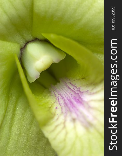 The green orchid flower closeup