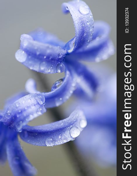 Hyacinth petals with water drops. Hyacinth petals with water drops